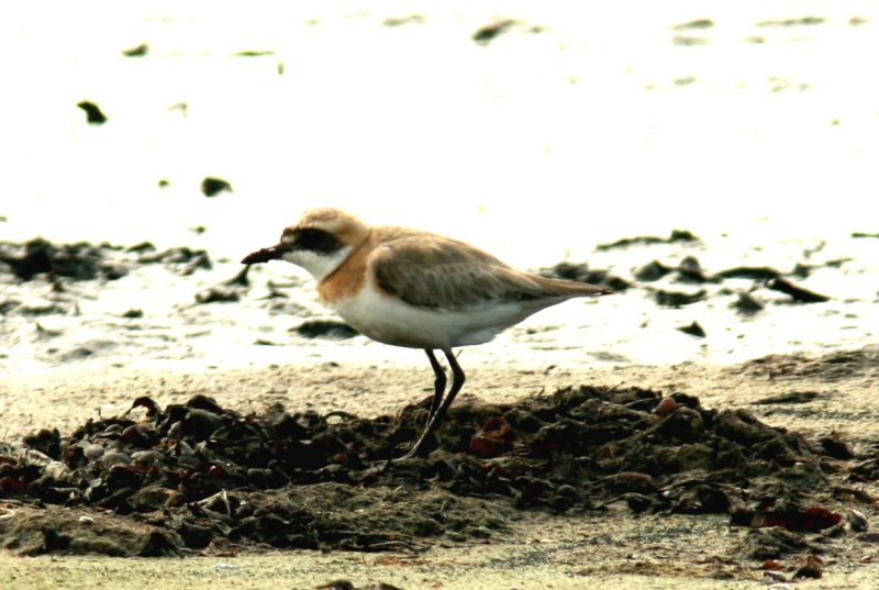 43 Greater Sand-plover (kenpipare) rnahusen (Sk) Sweden 080630 S. Lithner.jpg