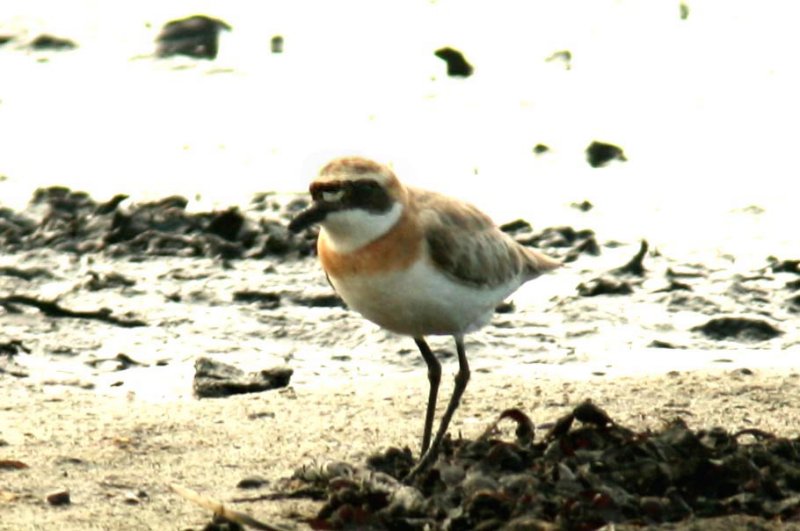 44 Greater Sand-plover (kenpipare) rnahusen (Sk) Sweden 080630 S. Lithner.jpg