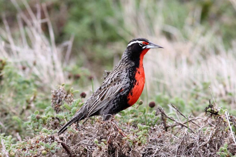 long-tailed meadowlark (Sturnella loyca). Photo Stefan  Lithner