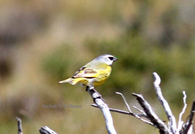 canary-winged (black-throated) finch (Melanodera melanodera). Photo Stefan  Lithner