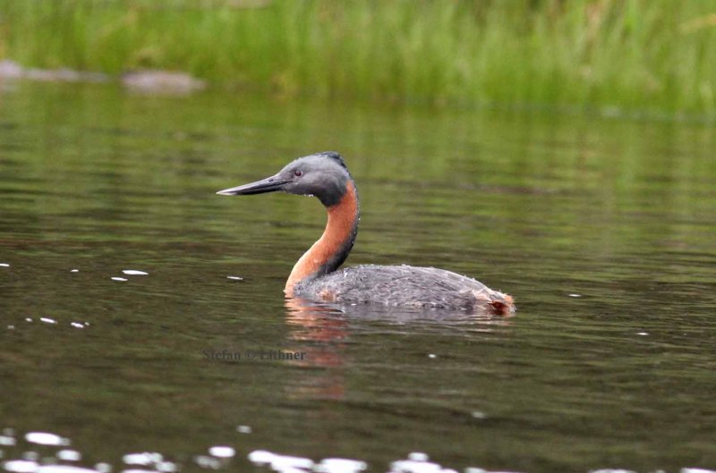 great greebe (Podiceps major). Photo Stefan  Lithner