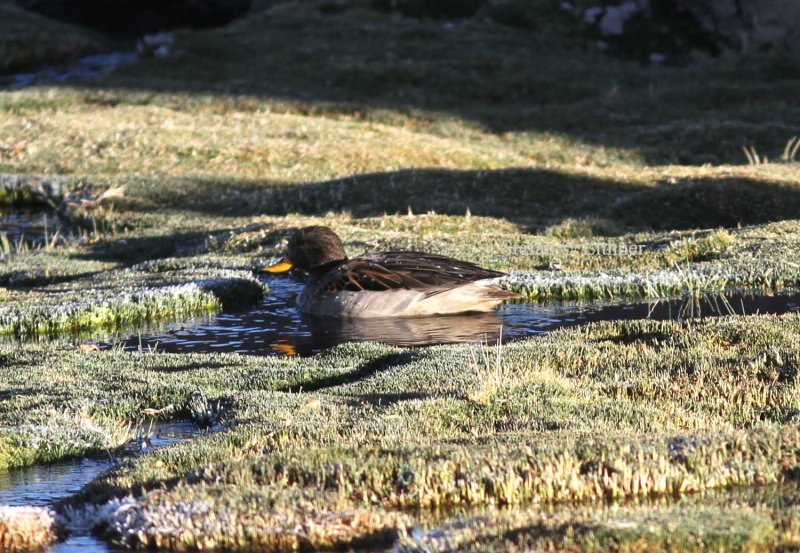 speckled teal (Anas [flavirostris] oxyptera). Photo Stefan  Lithner