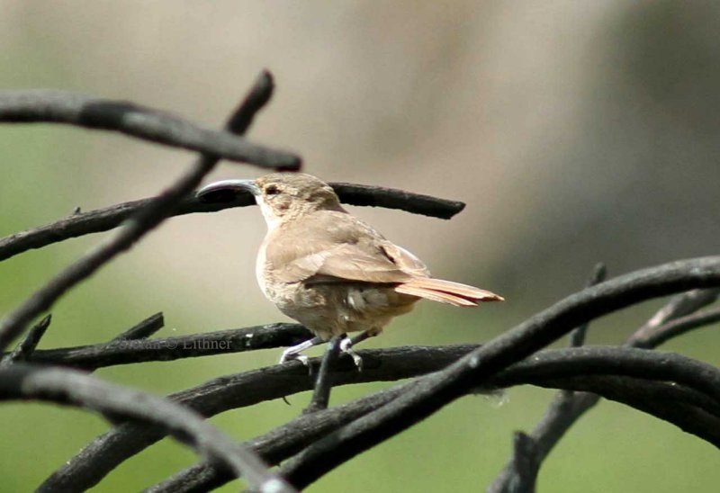 white.throated earthcreeper (Upucerthia albigula). Photo Stefan  Lithner