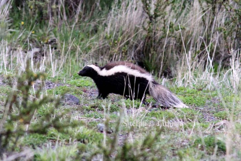 Humboldts hog-nosed skunk (Conepatus humboldti). Photo Stefan  Lithner