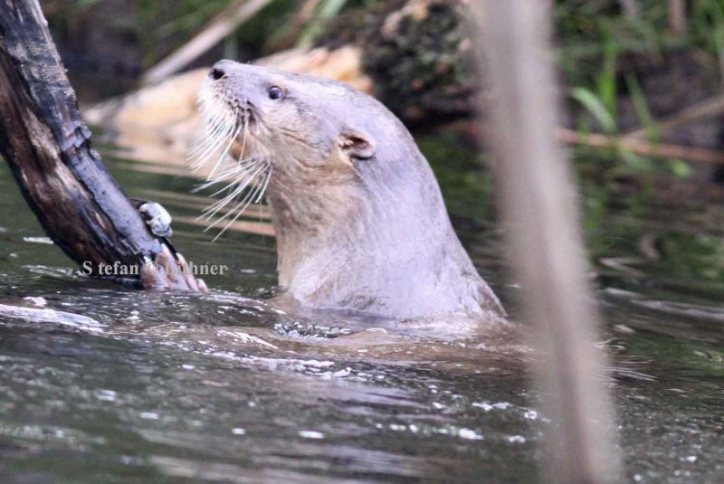 southern river otter (Lontra provocax). Photo Stefan  Lithner