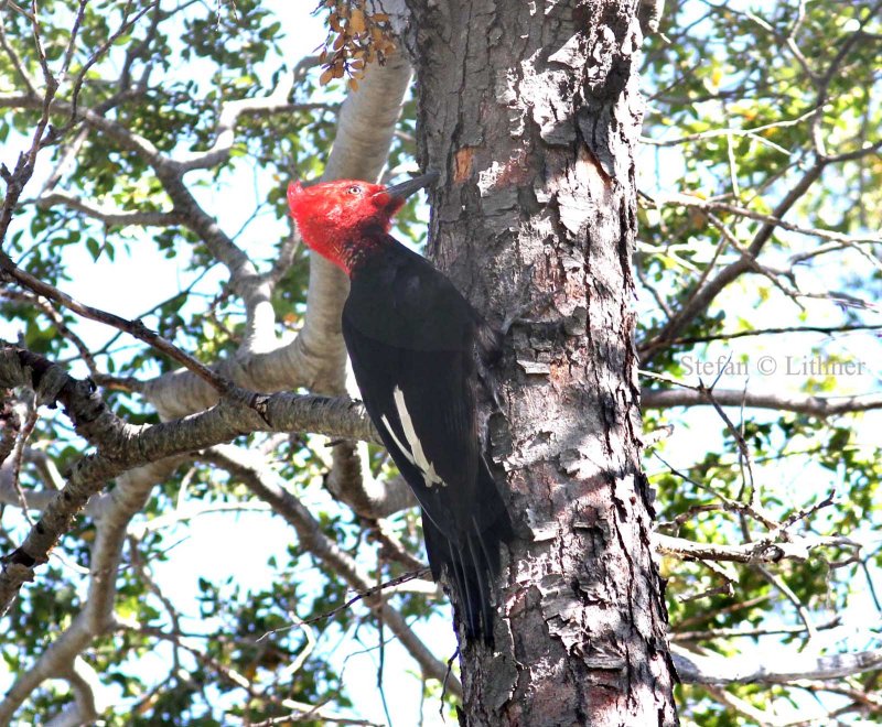 Magellanic woodpecke (Campephilus magellanicus) male. Photo Stefan  Lithner