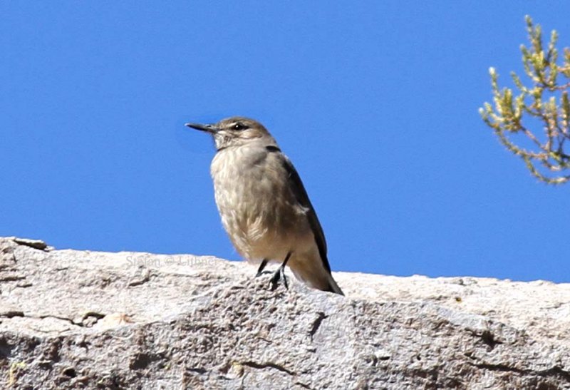 black-billed shrike-tyrant (Agriornis montana). Photo Stefan  Lithner