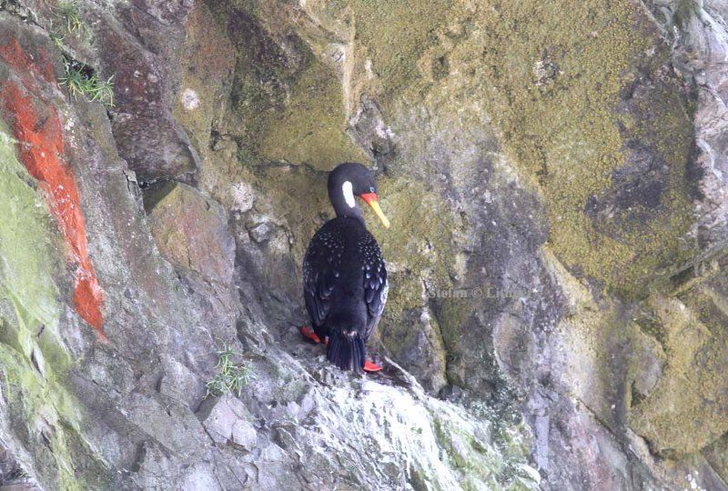 red-legged cormorant (Phalacrocorax gaimardi). Photo Stefan  Lithner