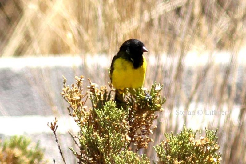 hooded siskin (Carduelis magellanica). Photo Stefan  Lithner