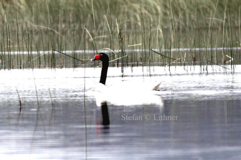 black-necked swan (Cygnus melancoryphus). Photo Stefan  Lithner