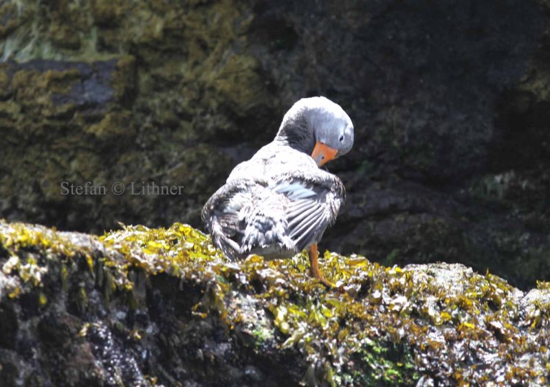flightless steamer duck (Tachyeres pteneres). Photo Stefan  Lithner
