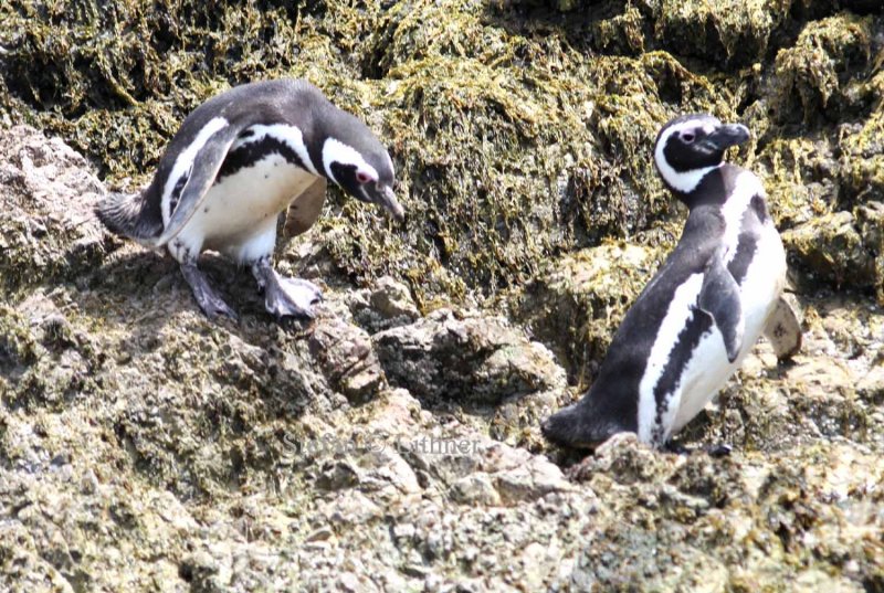 Magellan penguin (Spheniscus magellanicus). Photo Stefan  Lithner