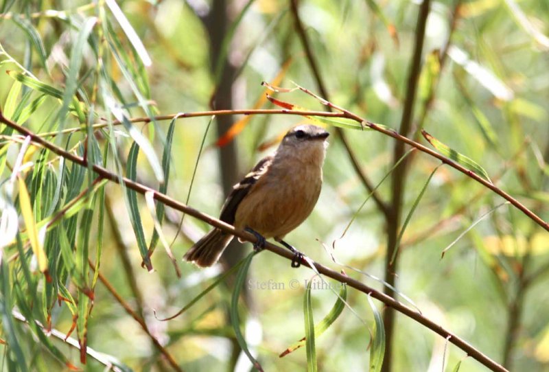 bran-coloured flycatcher (Myiophobus fasciatus rufescens). Photo Stefan  Lithner