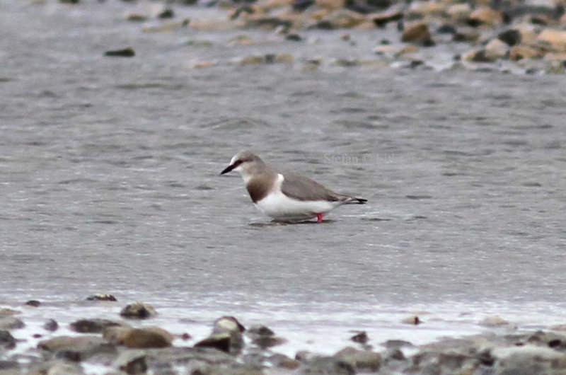 Magellanic plover (Pluvianellus socialis) Photo Stefan  Lithner