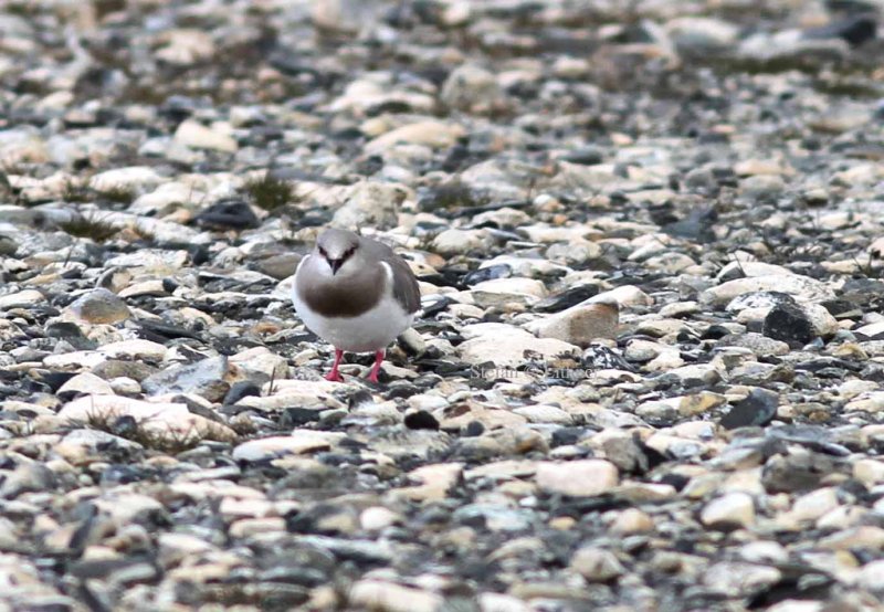 Magellanic plover (Pluvianellus socialis) Photo Stefan  Lithner