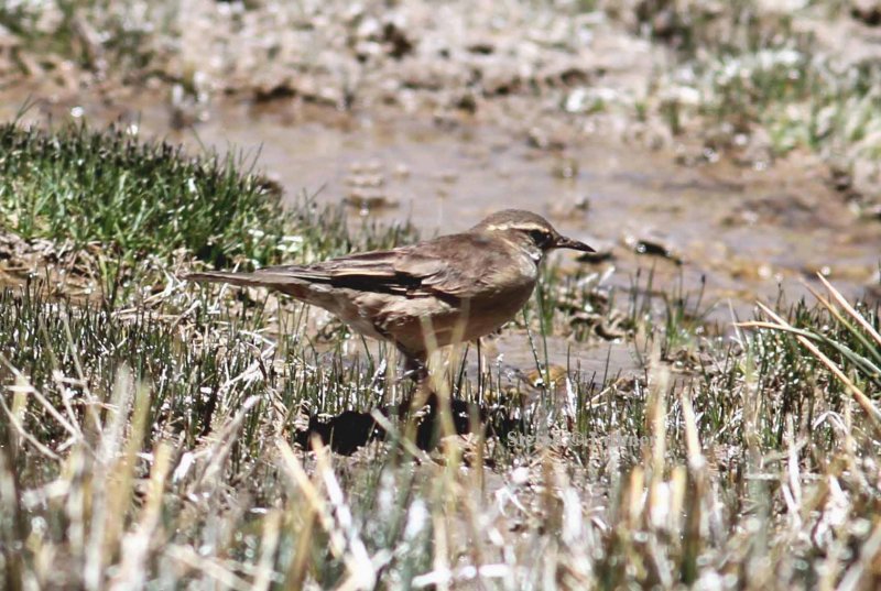 buff-winged cinclodes (Cinclodes fuscus fuscus). Photo Stefan  Lithner