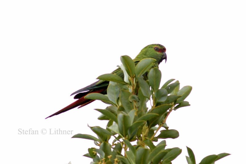 slender-billed parakeet (Enicognathus leptorhynchus). Photo Stefan  Lithner