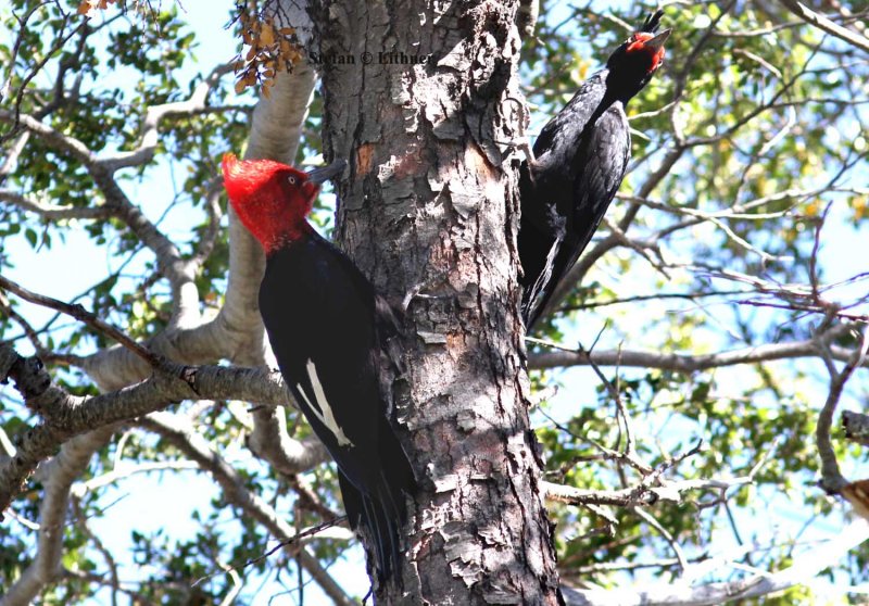 Magellanic woodpecke (Campephilus magellanicus) male n female. Photo Stefan  Lithner