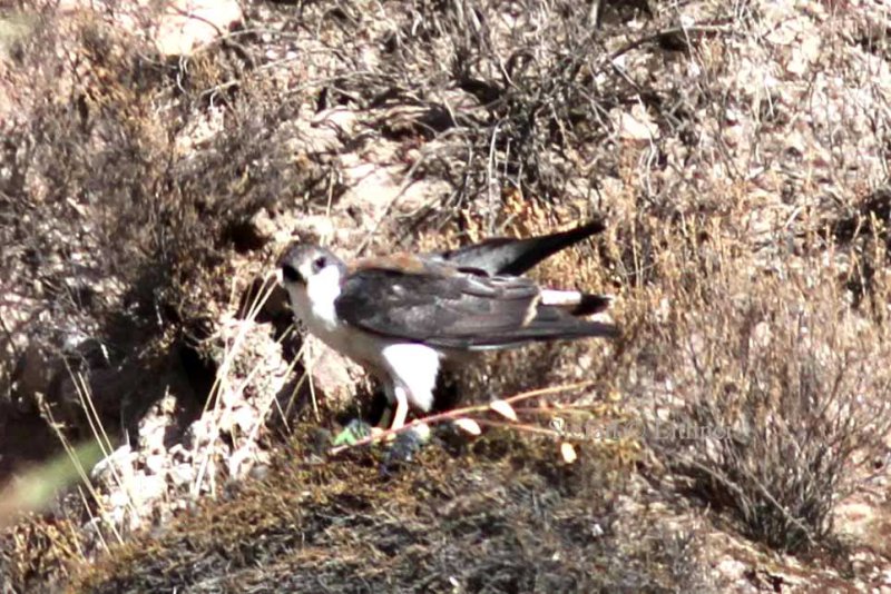 variable hawk (Buteo polyosoma). Photo Stefan  Lithner