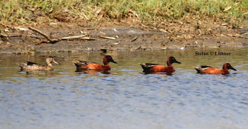 cinnamon teal (Anas cyanoptera). Photo Stefan  Lithner