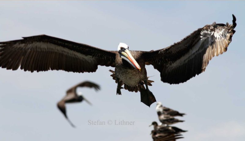 Peruvian pelican (Pelecanus thagus). Photo Stefan  Lithner