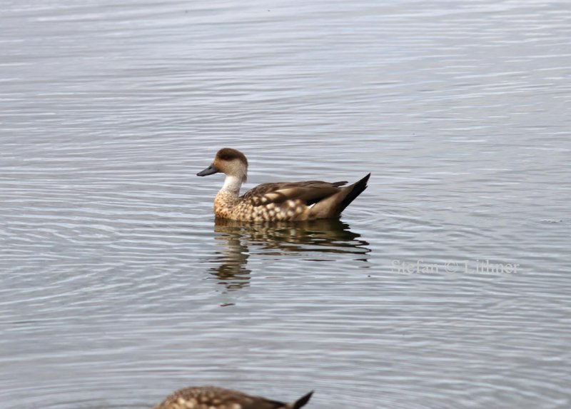 crested duck (Lophonetta specularoides). Photo Stefan  Lithner