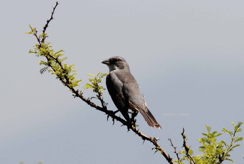 common diuca finch (Diuca diuca). Photo Stefan  Lithner