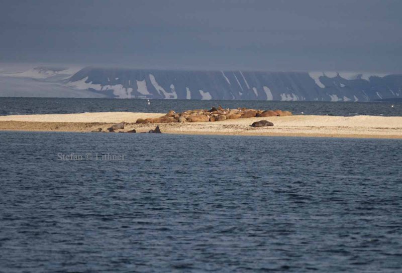 Herd of male walrus