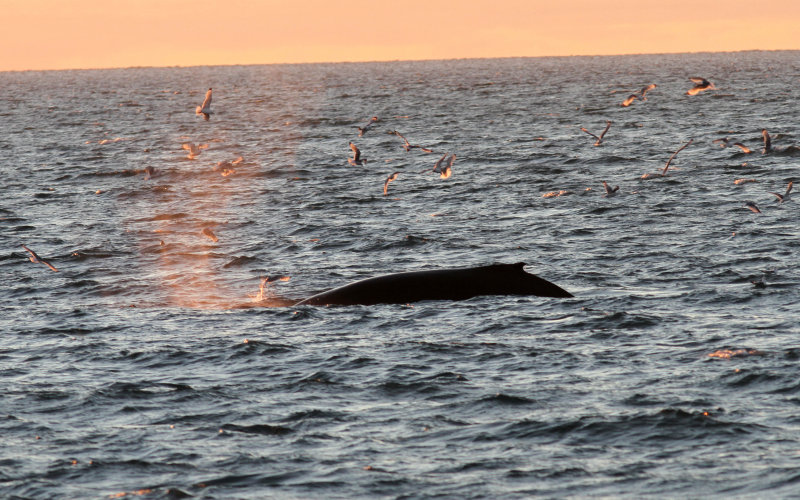 Humpback whale (Megaptera novaeangliae) at midnight