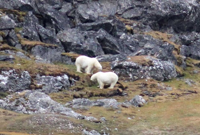 Polar bears
