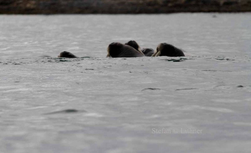  As we approached, a group of walruses plounged into the water