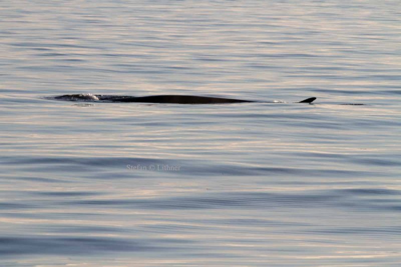 Fin whale (Balaenoptera physalus); barely showing above surface, dorsal fin clearly visible