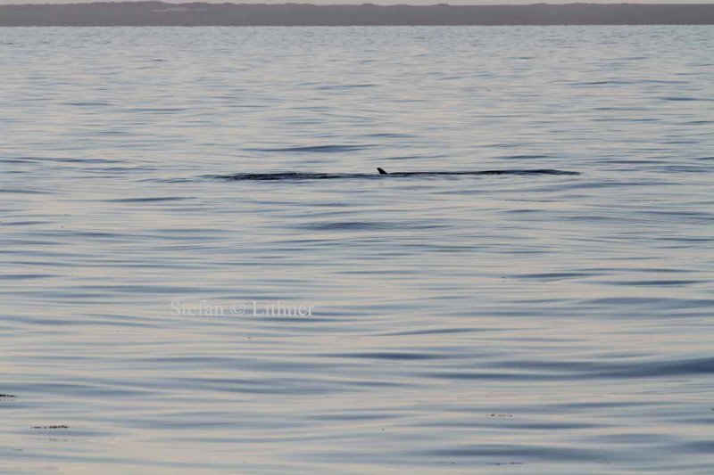 Fin whale (Balaenoptera physalus); barely showing above surface, dorsal fin clearly visible