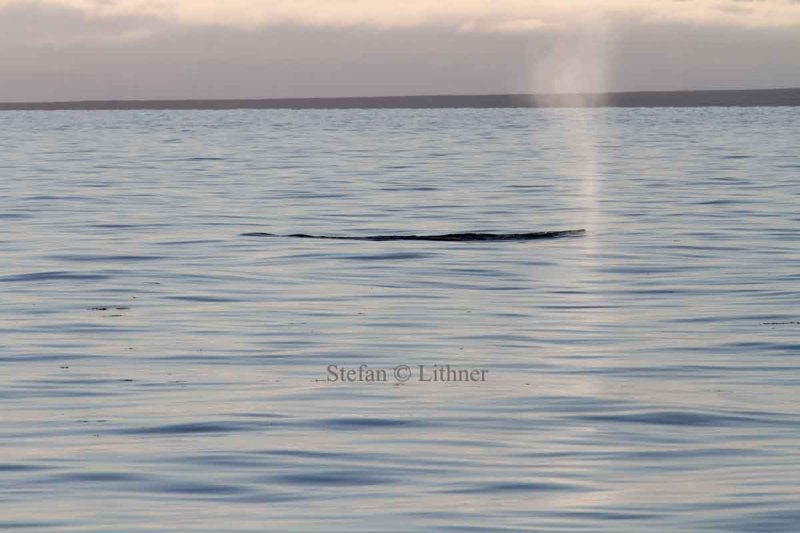 Fin whale (Balaenoptera physalus); barely showing above surface, blow; straight fairly high (Litt: up to 8 m ) narrow jet