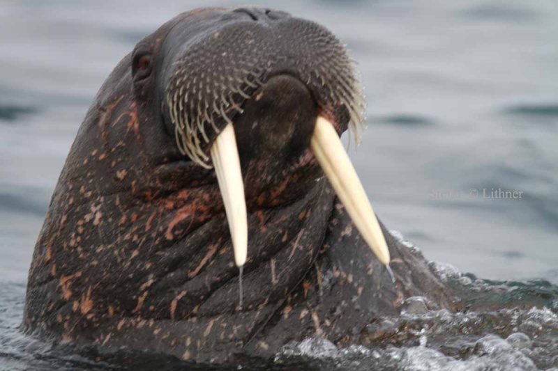 However walruses are peaceful and curious.
