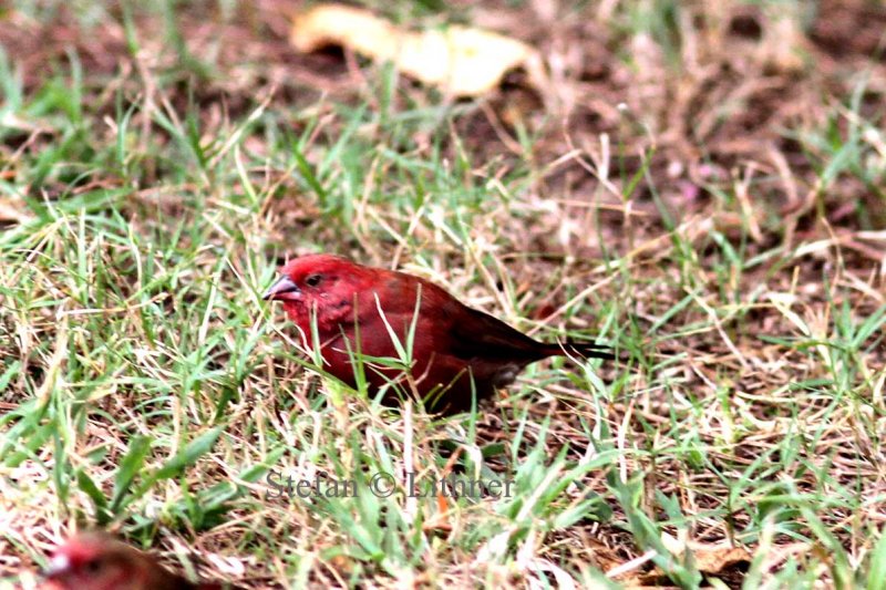 Red-billed Firefinch (Lagosticta senegala).  Photo Stefan  Lithner 