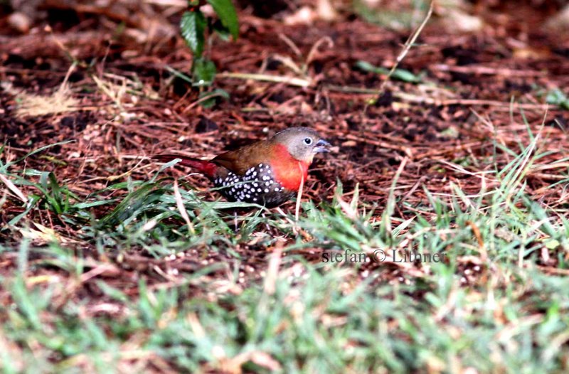 Red-throated Twinspot (Hypargos niveoguttatus)  female. Photo Stefan  Lithner