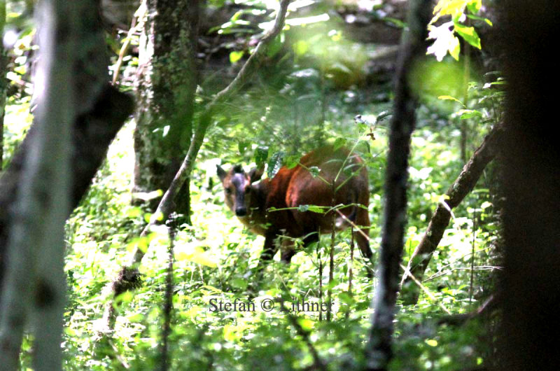 Harveys duiker (Cephalophus harveyi).  Photo Stefan  Lithner 