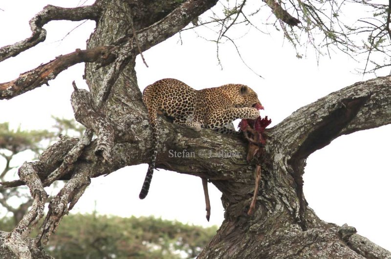 Leopard (Panthera pardus). Photo Stefan  Lithner 