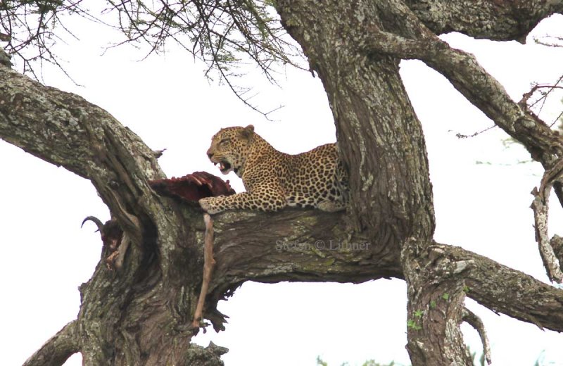 Leopard (Panthera pardus). Photo Stefan  Lithner 
