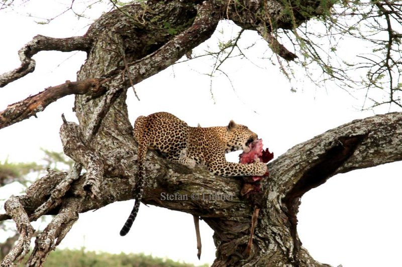Leopard (Panthera pardus). Photo Stefan  Lithner 