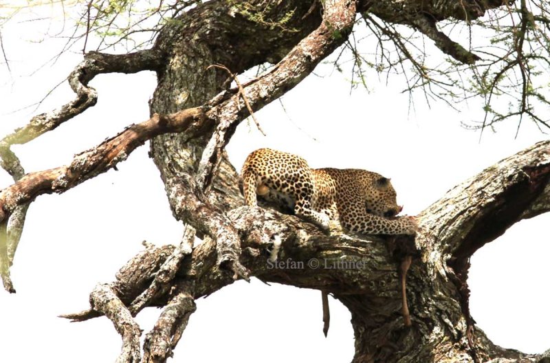 Leopard (Panthera pardus). Photo Stefan  Lithner 