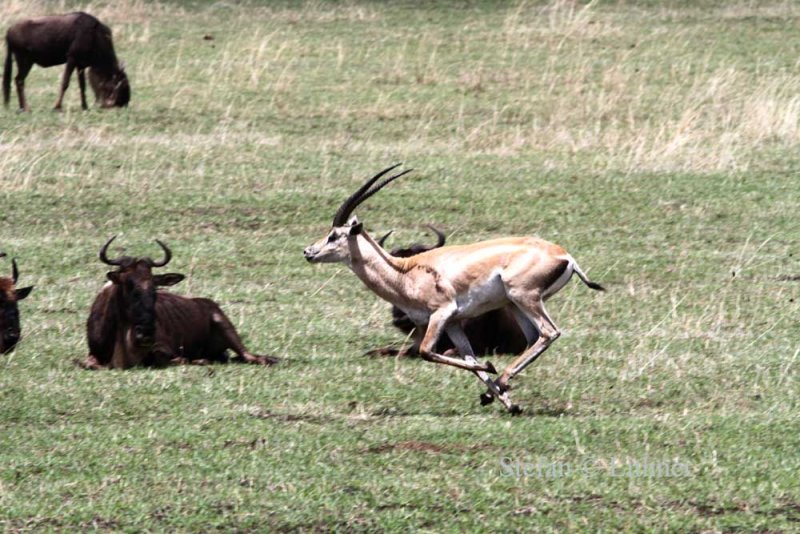 Grants Gazelle (Gazella (g.) granti).  Photo Stefan  Lithner 
