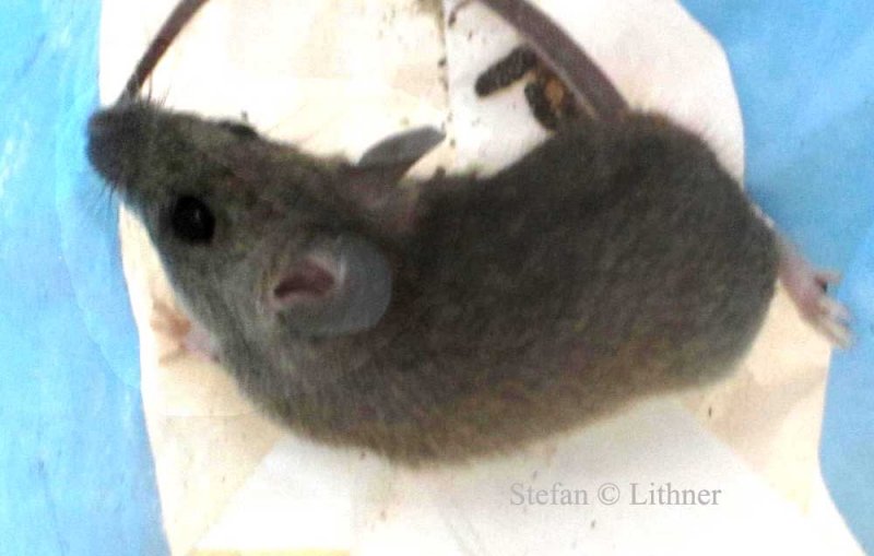 A_IMG_1584_Natal Multimammate Rat Mastomys natalensis.jpg