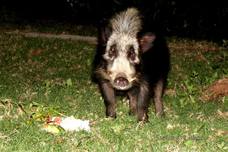 Bush Pig (Potamochoerus larvatus). Photo Stefan  Lithner 