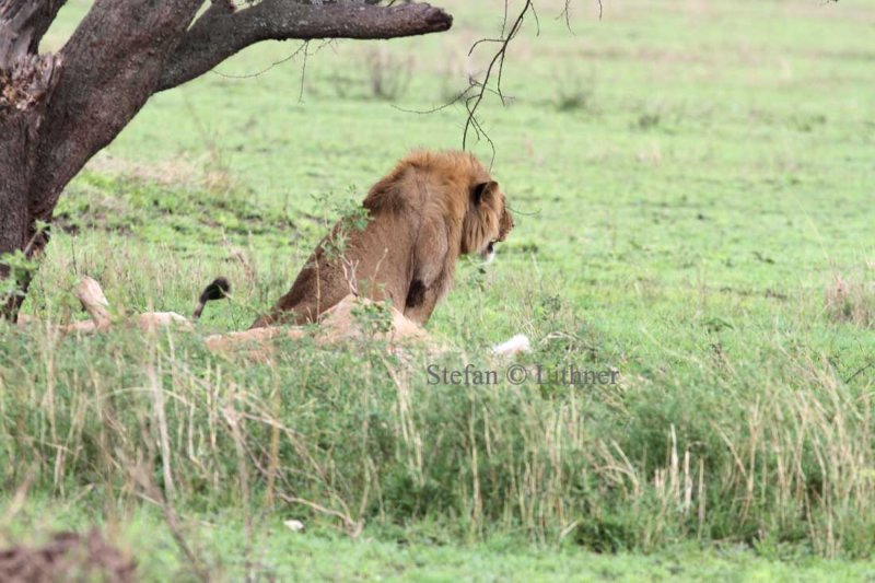 Lion (Panthera leo). Photo Stefan  Lithner  