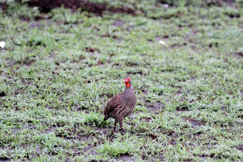 Grey-chested Spurfowl (Pternistis rufopictus). Photo Stefan  Lithner 