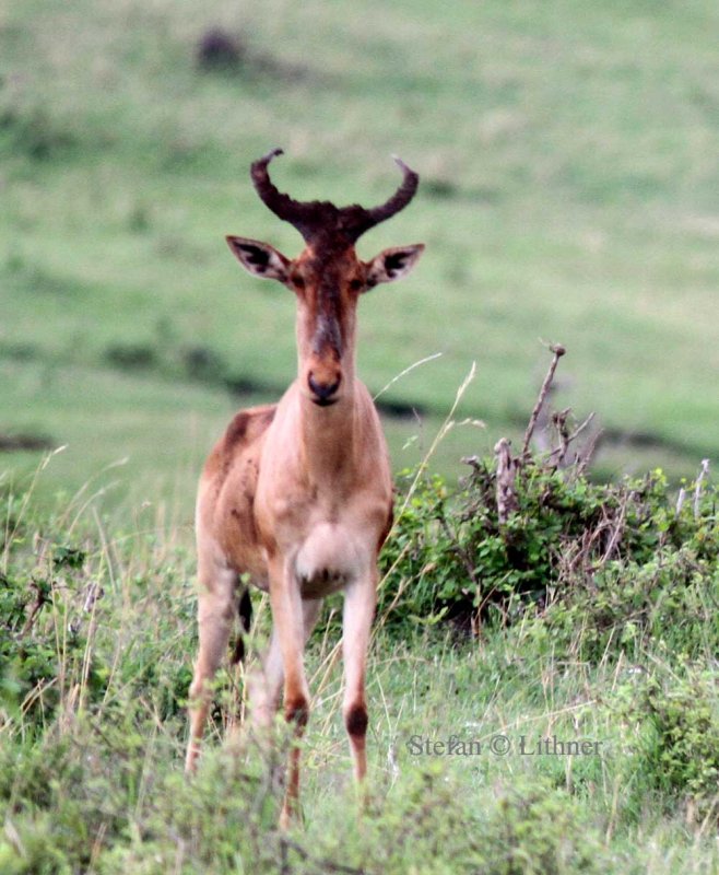 Kongoni (Alcelaphus buselaphus kokei). Photo Stefan  Lithner 