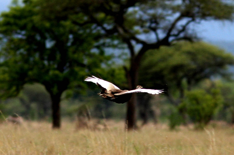 Hartlaubs Bustard (Eupodotis hartlaubii). Photo Stefan  Lithner