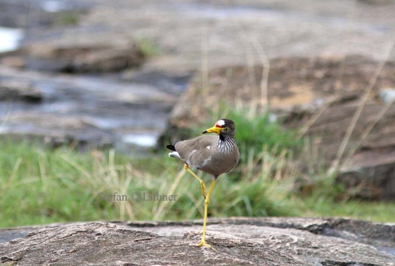 African Wattled Lapwing (Vanellus senegallus). Photo Stefan  Lithner